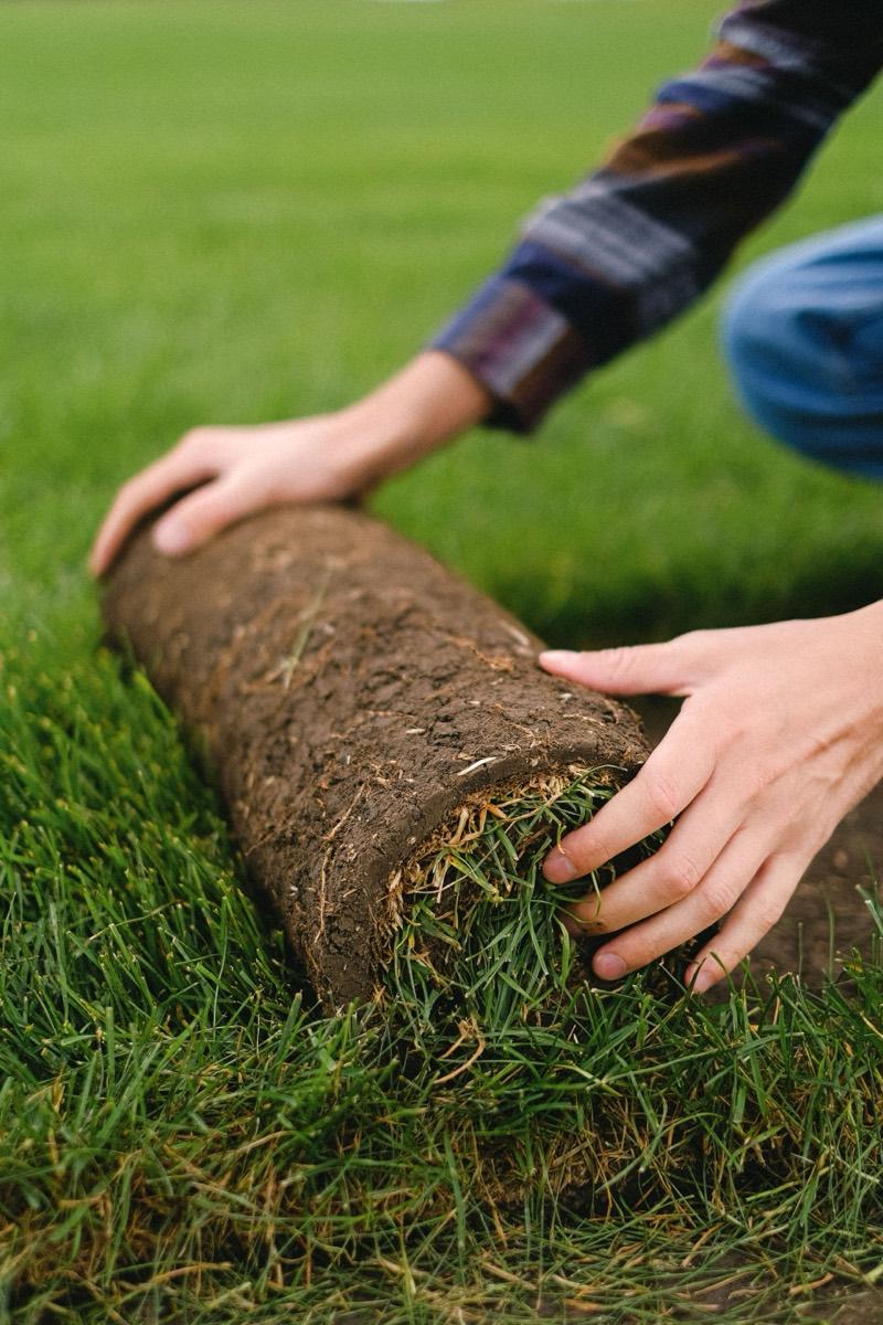 A healthy green lawn being maintained through the summer